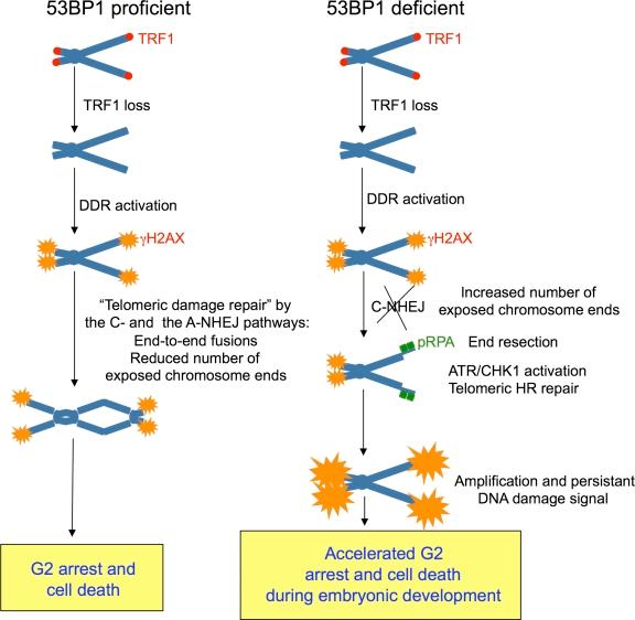 https://cdn.ncbi.nlm.nih.gov/pmc/blobs/41c0/3328378/f93dc85395e2/JCB_201110124_Fig10.jpg