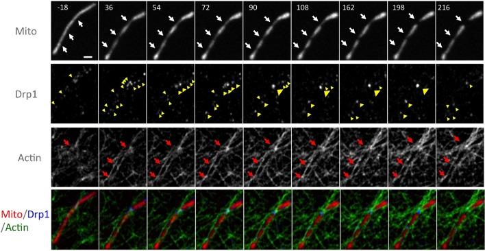 https://cdn.ncbi.nlm.nih.gov/pmc/blobs/41c1/4755738/2a31ce5929eb/elife-11553-fig6-figsupp4.jpg