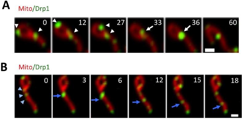 https://cdn.ncbi.nlm.nih.gov/pmc/blobs/41c1/4755738/2b3e7d89cb26/elife-11553-fig2-figsupp1.jpg