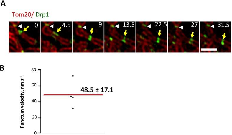 https://cdn.ncbi.nlm.nih.gov/pmc/blobs/41c1/4755738/30874bce5344/elife-11553-fig5-figsupp1.jpg