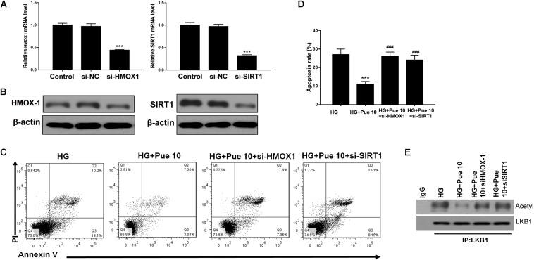 https://cdn.ncbi.nlm.nih.gov/pmc/blobs/41c9/7033627/00e691b16528/fphys-11-00073-g005.jpg