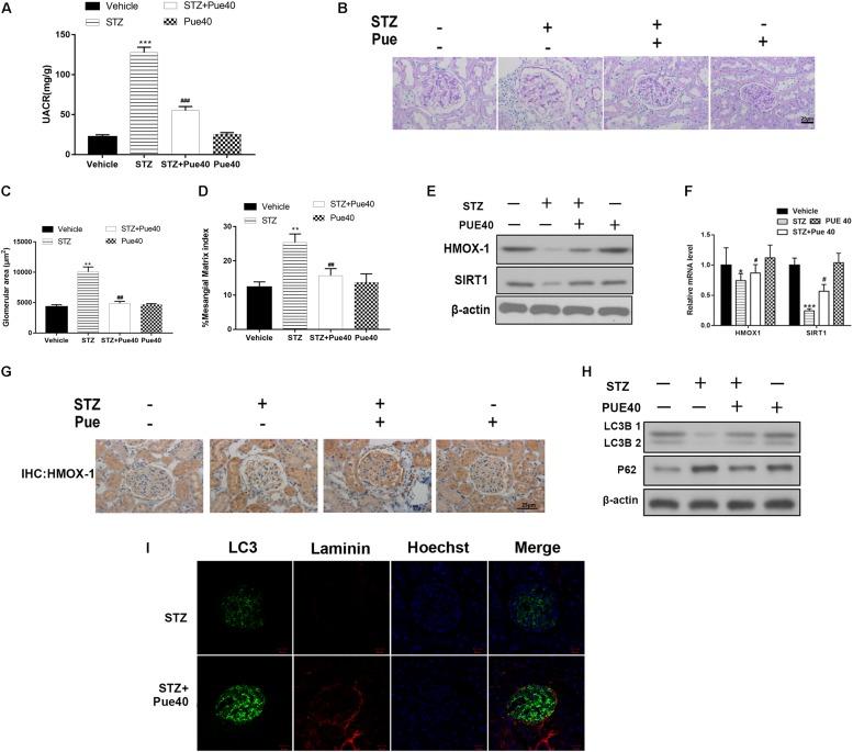 https://cdn.ncbi.nlm.nih.gov/pmc/blobs/41c9/7033627/0485f0179a54/fphys-11-00073-g001.jpg