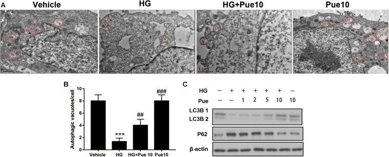 https://cdn.ncbi.nlm.nih.gov/pmc/blobs/41c9/7033627/a8af2ccf1a0c/fphys-11-00073-g003.jpg