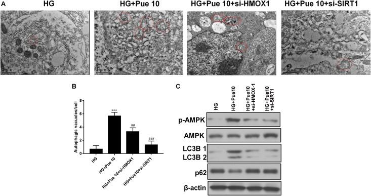 https://cdn.ncbi.nlm.nih.gov/pmc/blobs/41c9/7033627/b3a95513d078/fphys-11-00073-g006.jpg
