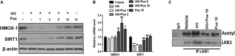 https://cdn.ncbi.nlm.nih.gov/pmc/blobs/41c9/7033627/d6b1721bc29d/fphys-11-00073-g004.jpg