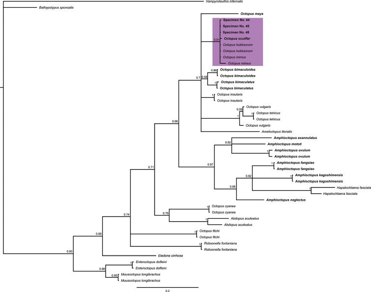 https://cdn.ncbi.nlm.nih.gov/pmc/blobs/41ca/7661478/0599565bf9c7/zookeys-986-081-g006.jpg