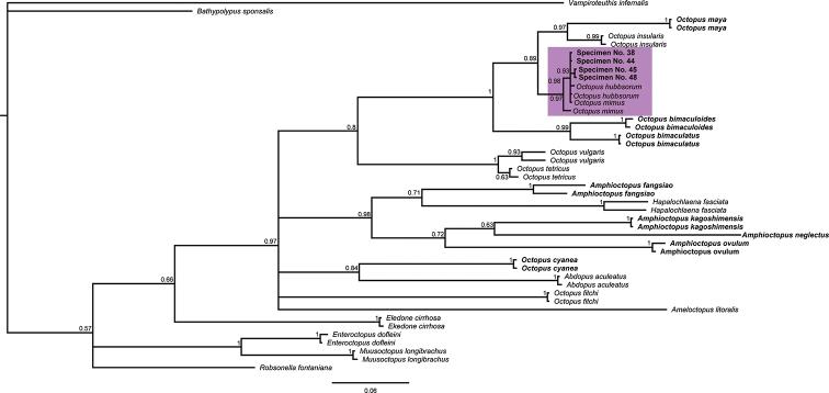 https://cdn.ncbi.nlm.nih.gov/pmc/blobs/41ca/7661478/e4d50d191a45/zookeys-986-081-g007.jpg