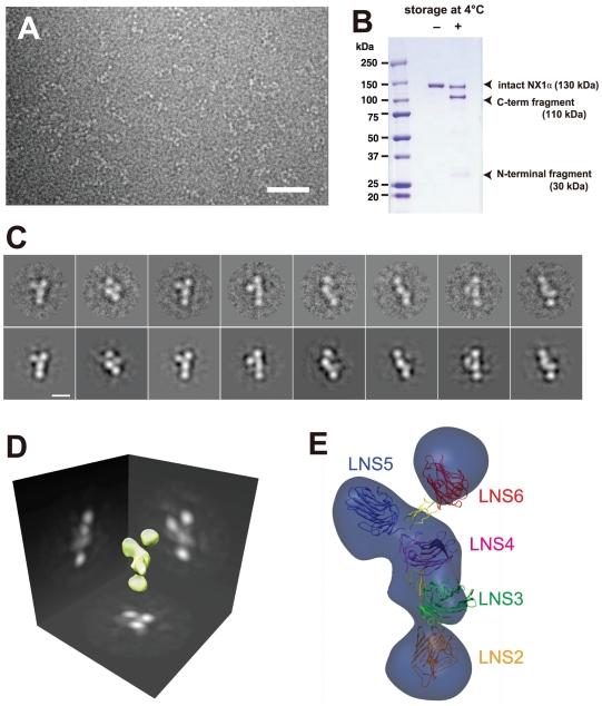 https://cdn.ncbi.nlm.nih.gov/pmc/blobs/41d0/3084293/287155c501f5/pone.0019411.g007.jpg