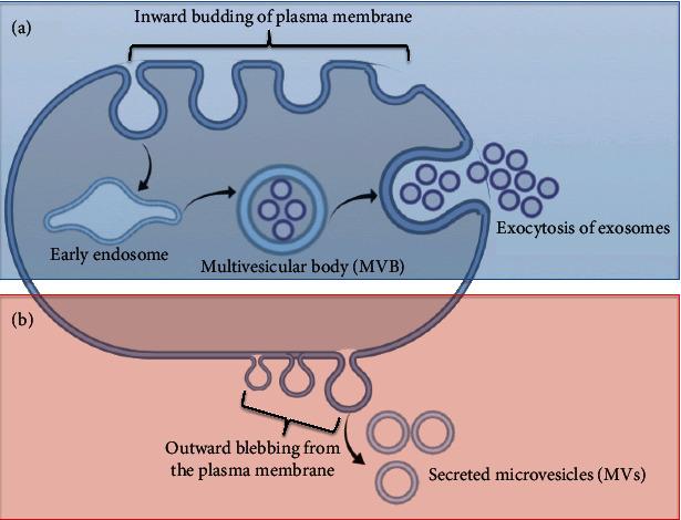 https://cdn.ncbi.nlm.nih.gov/pmc/blobs/41d0/7906808/48d3ad2583d8/SCI2021-6633386.001.jpg
