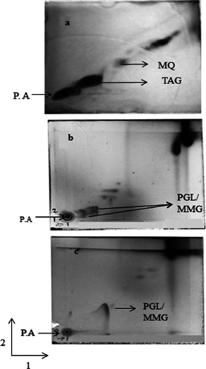 https://cdn.ncbi.nlm.nih.gov/pmc/blobs/41d4/7497836/d8839848f1b2/acmi-2-131-g001.jpg