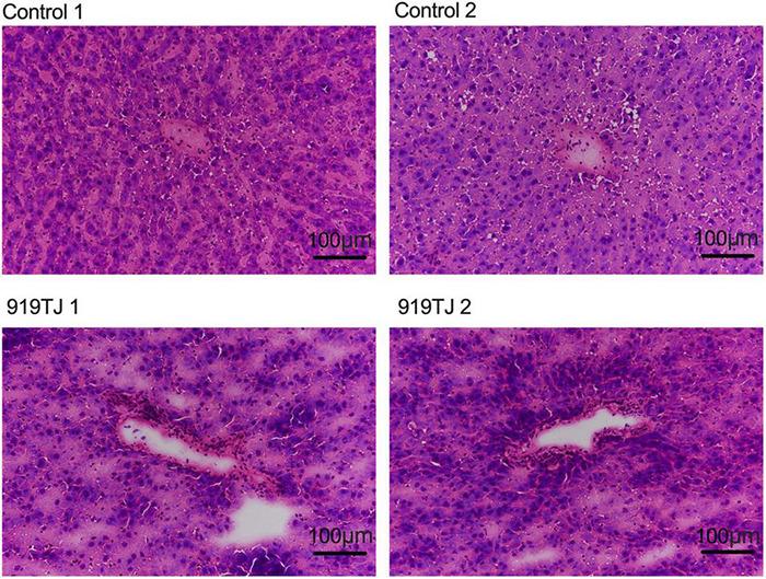 https://cdn.ncbi.nlm.nih.gov/pmc/blobs/41d4/8740226/00c4d143450c/fmicb-12-793854-g004.jpg