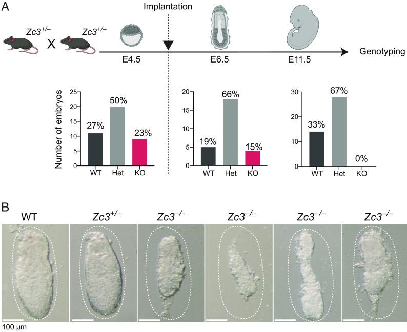 https://cdn.ncbi.nlm.nih.gov/pmc/blobs/41d5/10266022/54e9ff4847e1/pnas.2216799120fig02.jpg