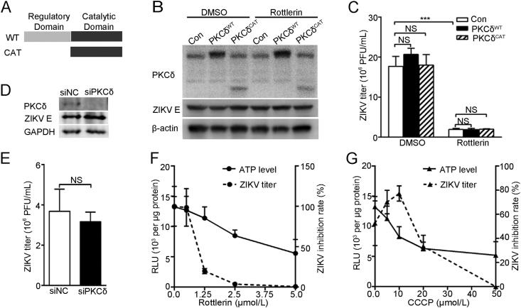 https://cdn.ncbi.nlm.nih.gov/pmc/blobs/41d5/9583117/b53076de9bd9/gr3.jpg
