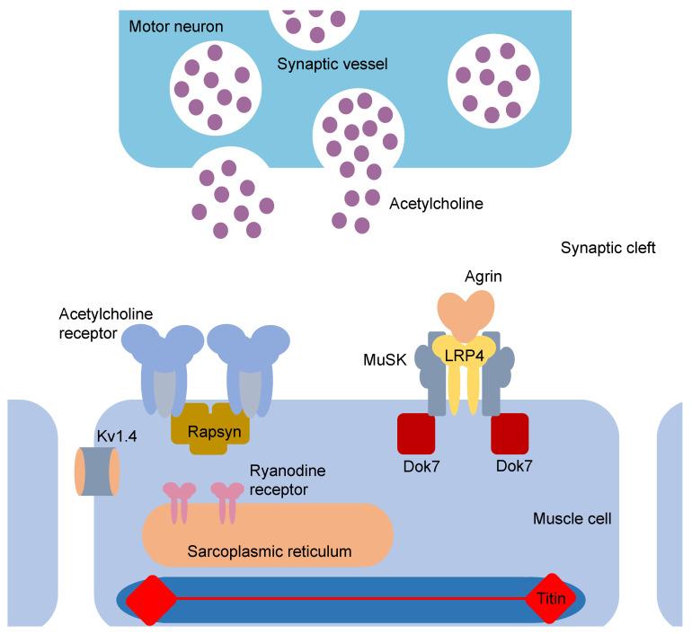 https://cdn.ncbi.nlm.nih.gov/pmc/blobs/41d6/8198115/d50bfc017cd1/ijms-22-05755-g002.jpg