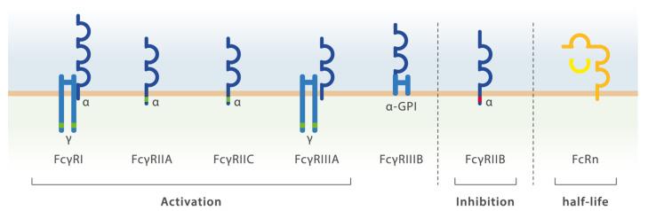 https://cdn.ncbi.nlm.nih.gov/pmc/blobs/41d6/8198115/fe628f8c36e8/ijms-22-05755-g003.jpg