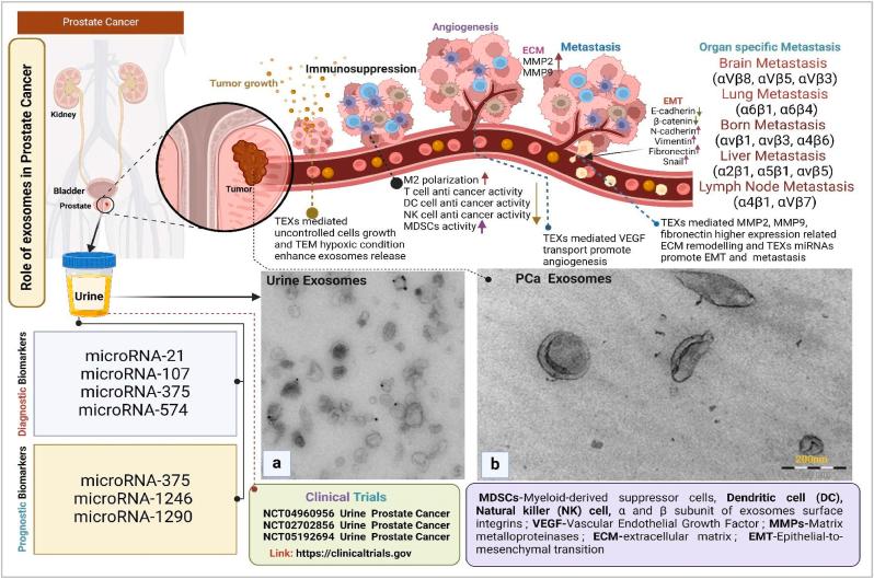 https://cdn.ncbi.nlm.nih.gov/pmc/blobs/41e2/11863813/38bc7e818440/gr1.jpg