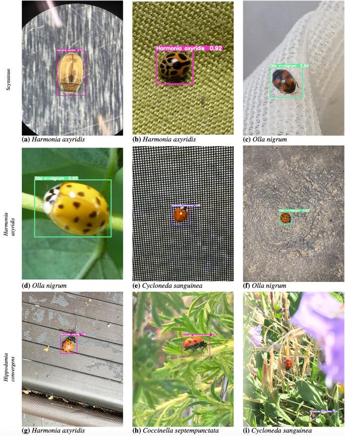 https://cdn.ncbi.nlm.nih.gov/pmc/blobs/41e6/10276038/d853e02a2c23/41598_2023_36738_Fig6_HTML.jpg