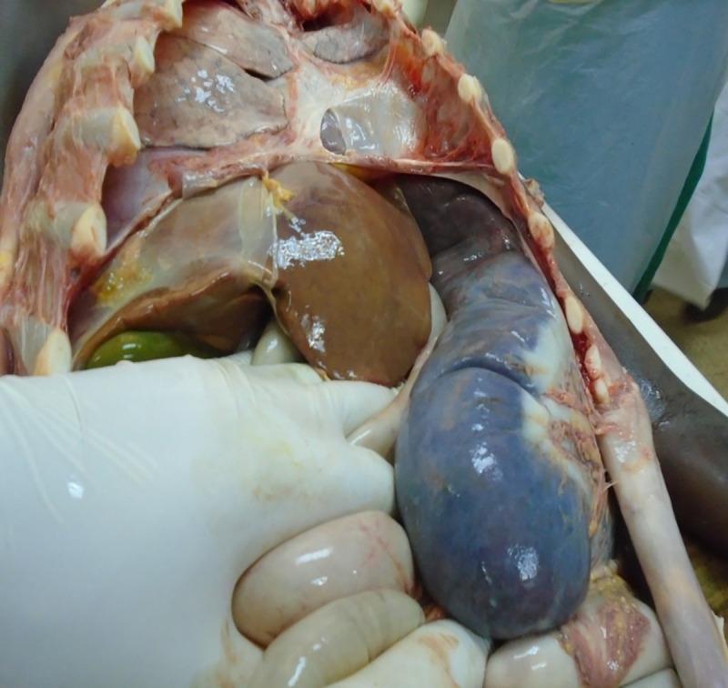 https://cdn.ncbi.nlm.nih.gov/pmc/blobs/41e6/7808674/5199dd05e8b0/pntd.0008925.g004.jpg