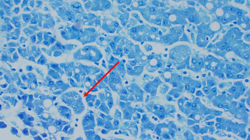 https://cdn.ncbi.nlm.nih.gov/pmc/blobs/41e6/7808674/750eded055a5/pntd.0008925.g007.jpg
