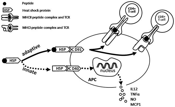 https://cdn.ncbi.nlm.nih.gov/pmc/blobs/41e7/3834116/97f6a77aa30b/OL-06-06-1543-g00.jpg