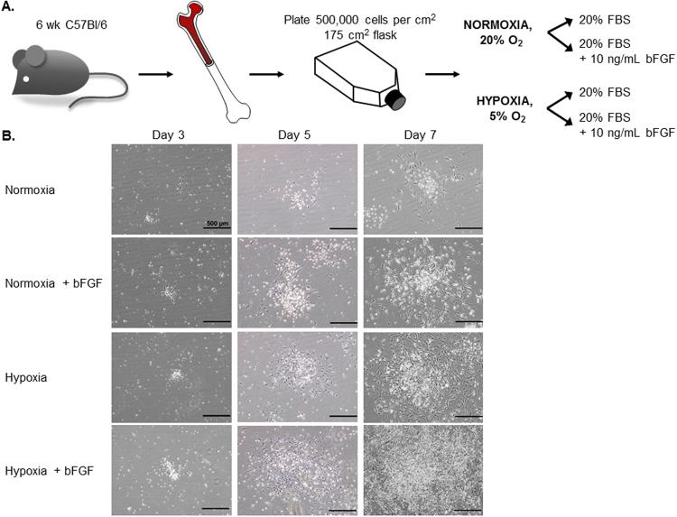 https://cdn.ncbi.nlm.nih.gov/pmc/blobs/41e8/5645326/a5fbb6fca89c/41598_2017_13477_Fig1_HTML.jpg