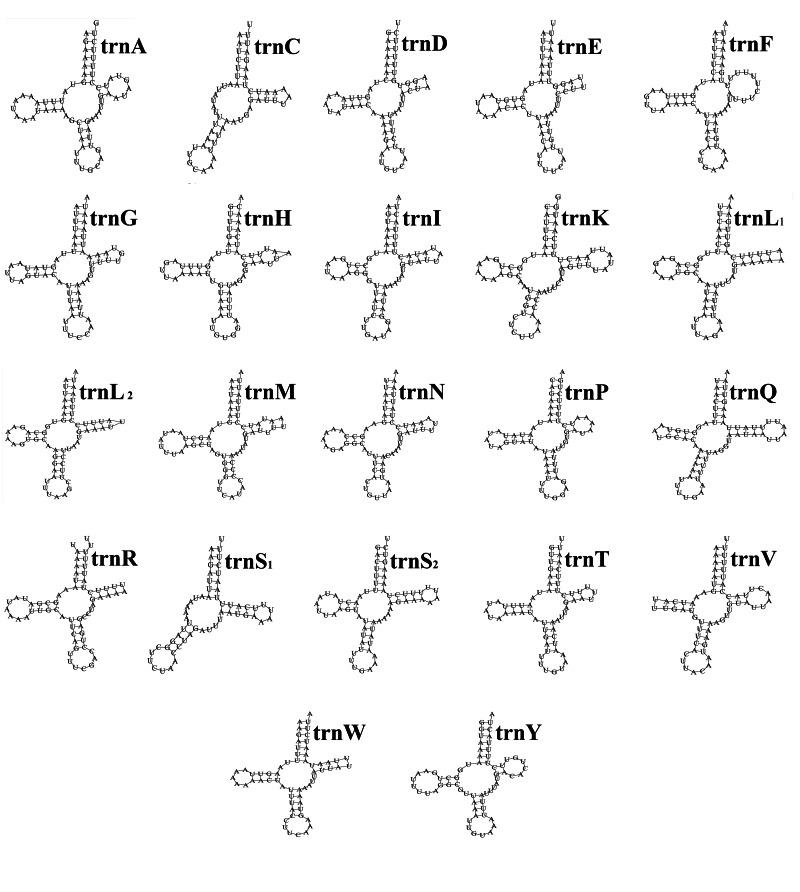 https://cdn.ncbi.nlm.nih.gov/pmc/blobs/41f0/10268159/539666b2847a/S0031182022001639_fig1.jpg