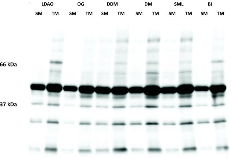 https://cdn.ncbi.nlm.nih.gov/pmc/blobs/41f6/11348468/42683c8d9ca6/PPL-31-386_F1.jpg