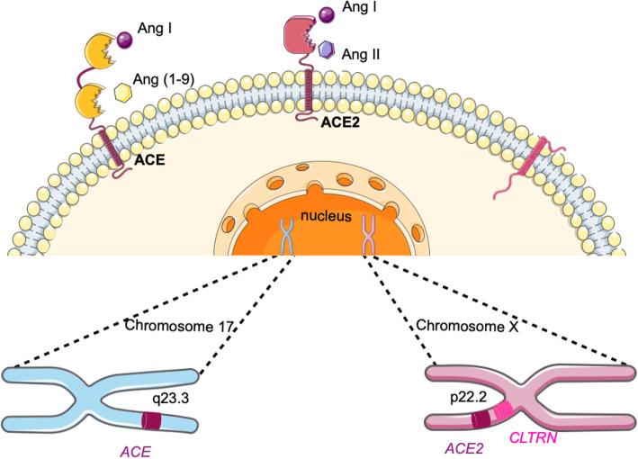 https://cdn.ncbi.nlm.nih.gov/pmc/blobs/41f7/7844905/32c41d8c572d/40246_2021_304_Fig1_HTML.jpg