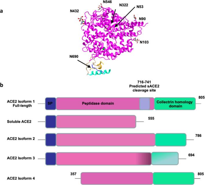 https://cdn.ncbi.nlm.nih.gov/pmc/blobs/41f7/7844905/c990c2addb81/40246_2021_304_Fig2_HTML.jpg