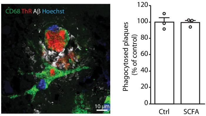https://cdn.ncbi.nlm.nih.gov/pmc/blobs/41f7/8043748/9f48de0c2cb2/elife-59826-fig4-figsupp1.jpg