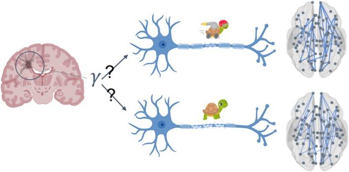 https://cdn.ncbi.nlm.nih.gov/pmc/blobs/4203/12048862/f9490dd0e31f/HBM-46-e70219-g001.jpg