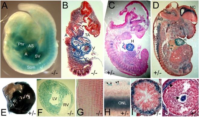 https://cdn.ncbi.nlm.nih.gov/pmc/blobs/4203/2650259/519709a96c12/pone.0004750.g002.jpg