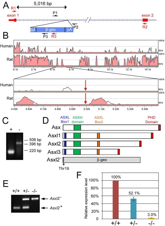 https://cdn.ncbi.nlm.nih.gov/pmc/blobs/4203/2650259/59c076446a20/pone.0004750.g001.jpg