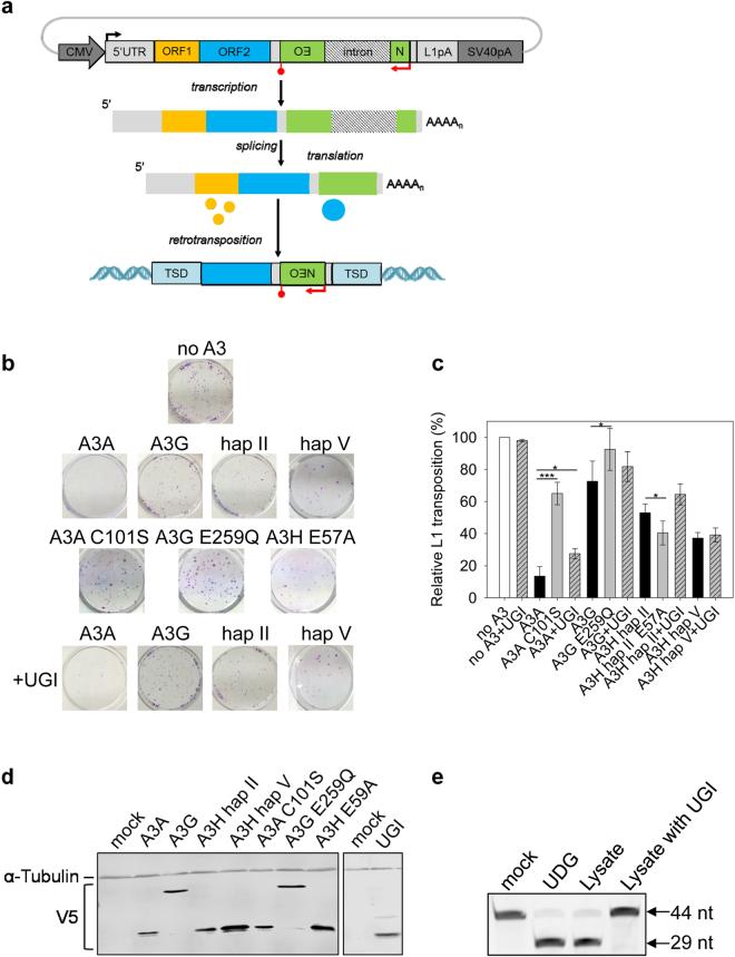 https://cdn.ncbi.nlm.nih.gov/pmc/blobs/4207/5589869/4c312e0ee1f2/41598_2017_11344_Fig1_HTML.jpg