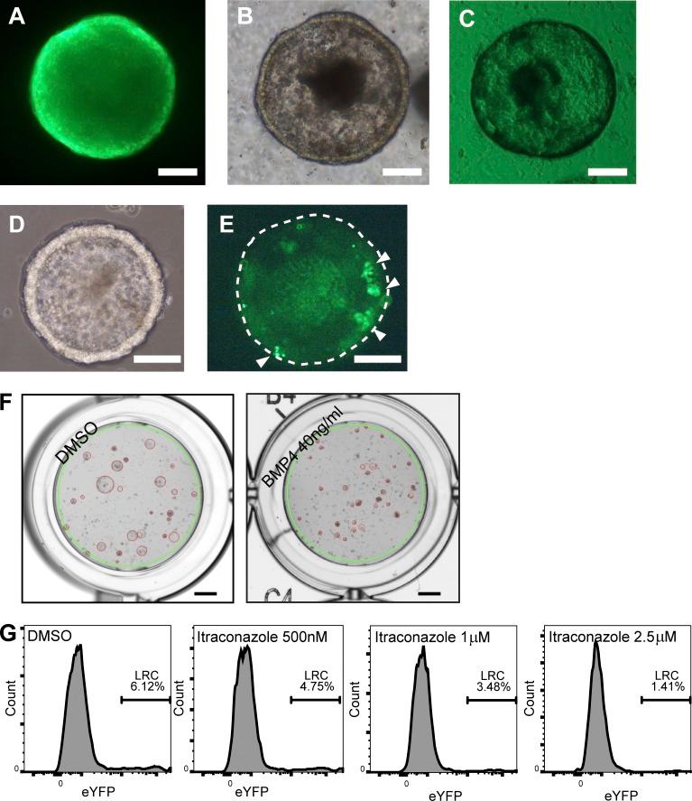 https://cdn.ncbi.nlm.nih.gov/pmc/blobs/4207/6028508/206023ea38b4/JEM_20171385_Fig4.jpg