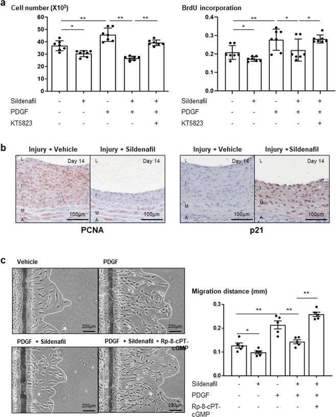 https://cdn.ncbi.nlm.nih.gov/pmc/blobs/4208/6533301/9470e283bd36/41598_2019_44190_Fig3_HTML.jpg