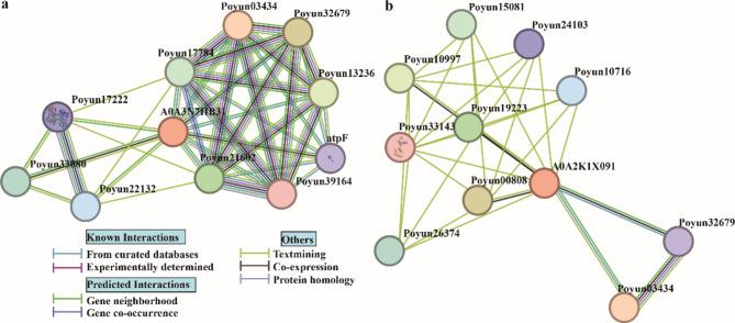https://cdn.ncbi.nlm.nih.gov/pmc/blobs/420c/11708190/63f143e7ab27/12864_2025_11203_Fig6_HTML.jpg