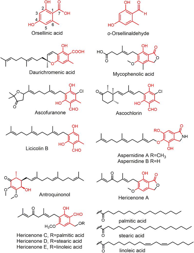 https://cdn.ncbi.nlm.nih.gov/pmc/blobs/420f/10064546/5df92b48311d/12934_2023_2071_Fig1_HTML.jpg
