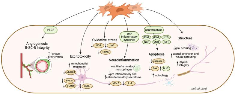 https://cdn.ncbi.nlm.nih.gov/pmc/blobs/420f/11119219/21ff0eaa7f85/cells-13-00817-g003.jpg