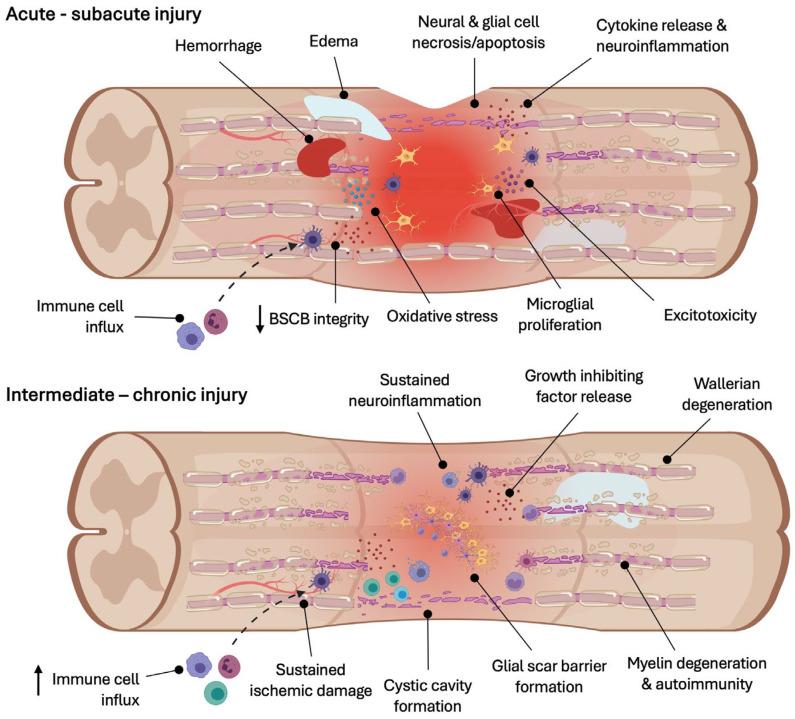 https://cdn.ncbi.nlm.nih.gov/pmc/blobs/420f/11119219/3bea9ec007b0/cells-13-00817-g001.jpg