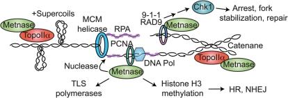https://cdn.ncbi.nlm.nih.gov/pmc/blobs/4210/2943610/6eb3e5bb36d4/gkq339f8.jpg