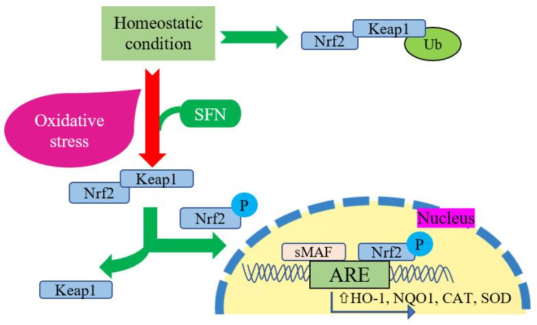 https://cdn.ncbi.nlm.nih.gov/pmc/blobs/4212/10855658/f0468faf7649/ijms-25-01790-g001.jpg