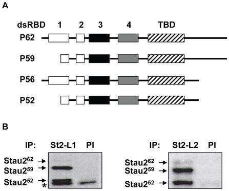 https://cdn.ncbi.nlm.nih.gov/pmc/blobs/4214/2893162/38b73da0b109/pone.0011350.g001.jpg