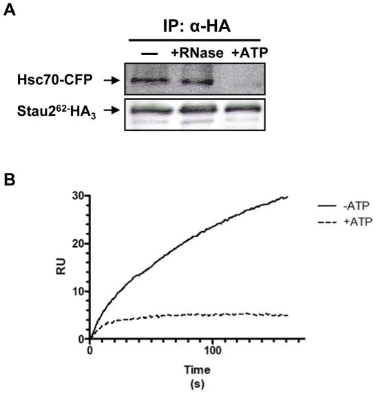 https://cdn.ncbi.nlm.nih.gov/pmc/blobs/4214/2893162/e69cccab34f6/pone.0011350.g004.jpg