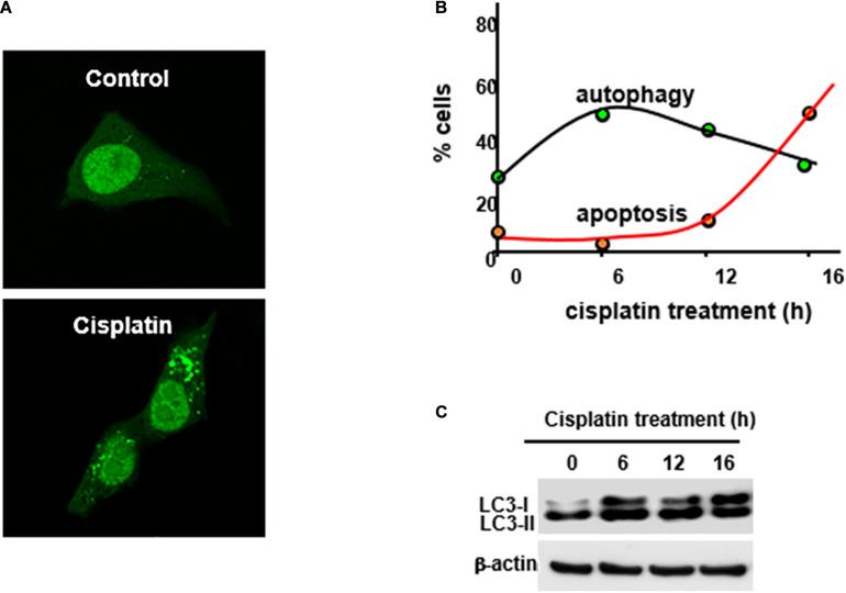 https://cdn.ncbi.nlm.nih.gov/pmc/blobs/421e/7773913/147b141ae353/fphys-11-619730-g001.jpg