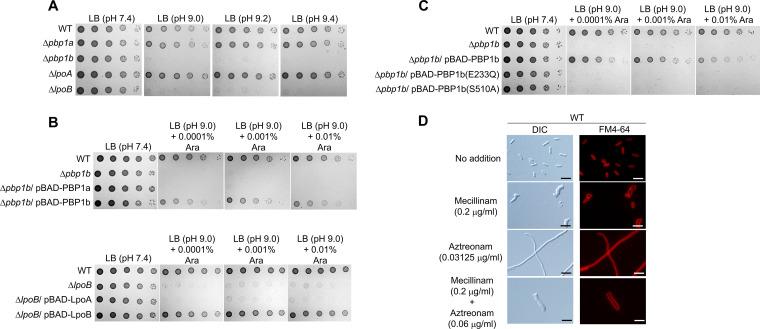 https://cdn.ncbi.nlm.nih.gov/pmc/blobs/4222/10269652/119d5f8b8282/spectrum.00014-23-f009.jpg