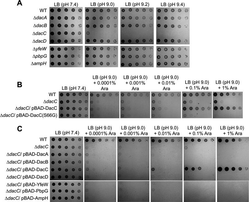 https://cdn.ncbi.nlm.nih.gov/pmc/blobs/4222/10269652/2fb16c9a4034/spectrum.00014-23-f001.jpg