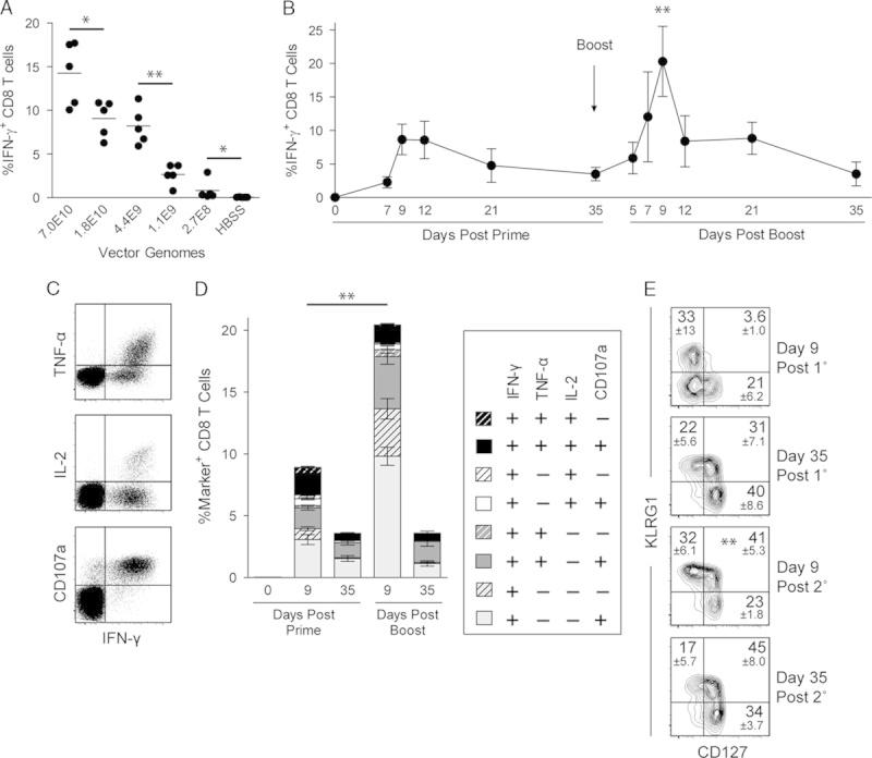 https://cdn.ncbi.nlm.nih.gov/pmc/blobs/4227/4323576/329b03688677/cji-38-41-g003.jpg