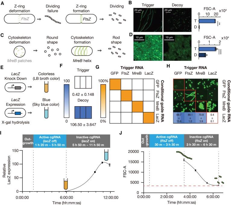 https://cdn.ncbi.nlm.nih.gov/pmc/blobs/422b/11317168/13f0230eb245/gkae549fig5.jpg