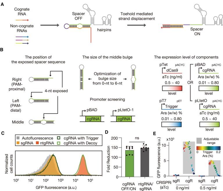 https://cdn.ncbi.nlm.nih.gov/pmc/blobs/422b/11317168/399487815b18/gkae549fig1.jpg